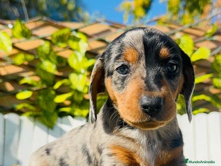 Teckel Miniatura perros TECKEL MINIATURA HEMBRA - Anuncio 1