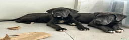 Cane Corso perros en venta: Cané corso  - Anuncio 5