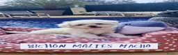 Bichón Maltés perros en venta: Bichón Maltés  - Anuncio 7