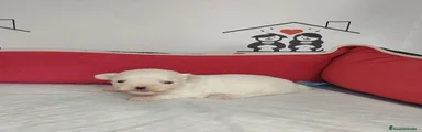 Bichón Maltés Cachorro 1