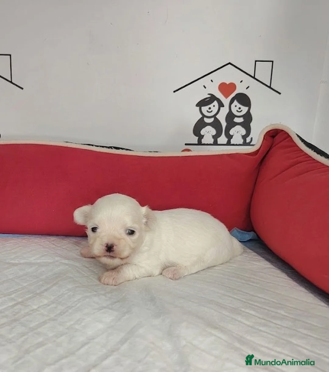 Bichón Maltés perros en venta: bichon maltes  - Anuncio 2