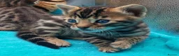Bengalí gatos en venta: Preciosos gatitos bengali - Anuncio 3