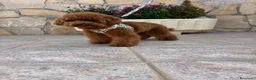 Caniche Toy perros en venta: Caniche toy !!! - Anuncio 1