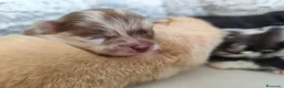 Pomerania perros en venta: Pomerania exóticos  - Anuncio 4