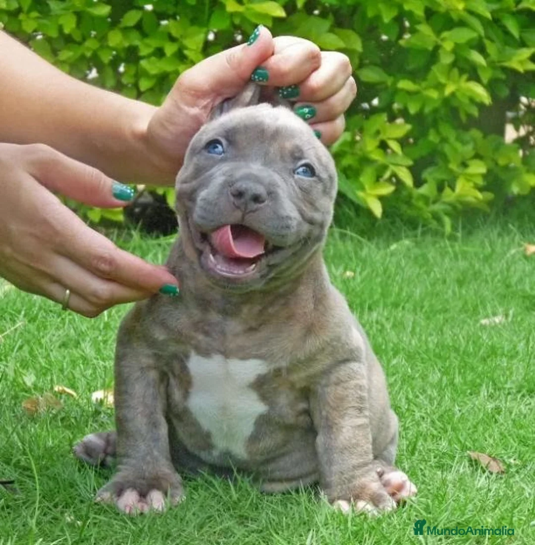 American Bully perros en venta: CRIADORES AMERICAN BULLYS en Sevilla - Anuncio 2