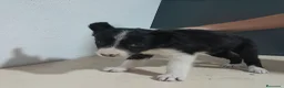 Border Collie perros en venta: BORDE COLLIE - Anuncio 34