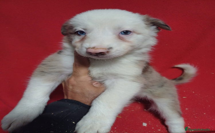 Border Collie perros - Anuncio 4