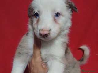 Border Collie perros - Anuncio 4