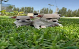 Chihuahua perros en venta: CHIHUAHUA MACHO - Imagen 15