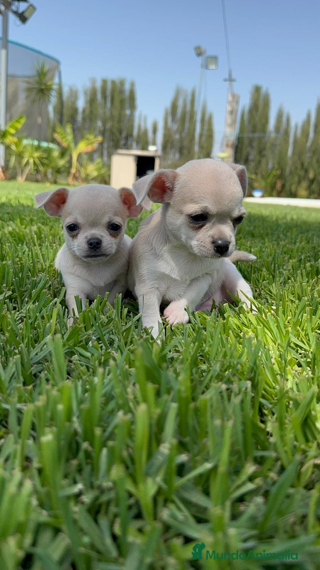Chihuahua perros en venta: CHIHUAHUA MACHO - Imagen 15