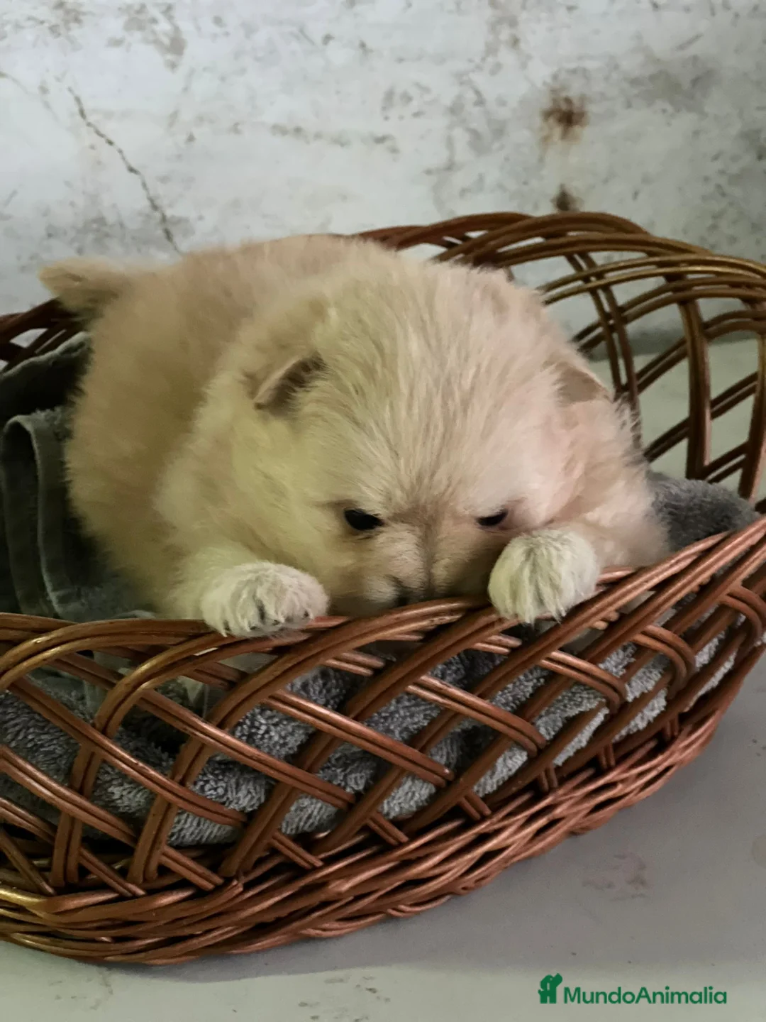Pomerania perros en venta: POMERANIA TOY 🐩 - Anuncio 2