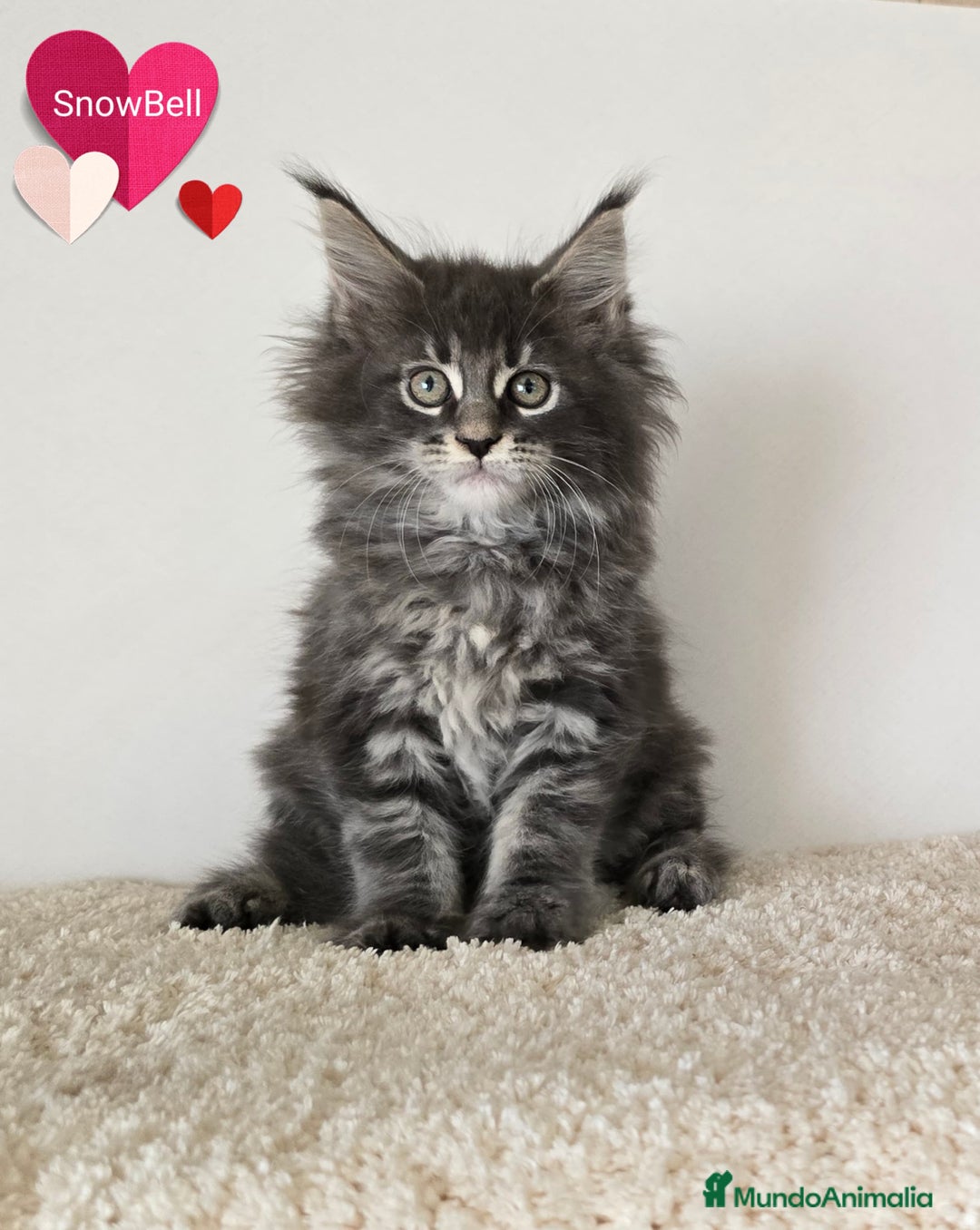 Maine Coon gatos en venta: Gatitos maine coon - Imagen 1