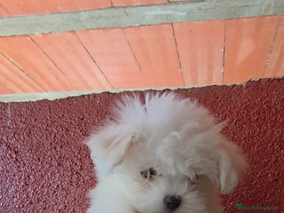 Bichón Maltés perros - Anuncio 5