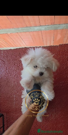 Bichón Maltés perros - Anuncio 1