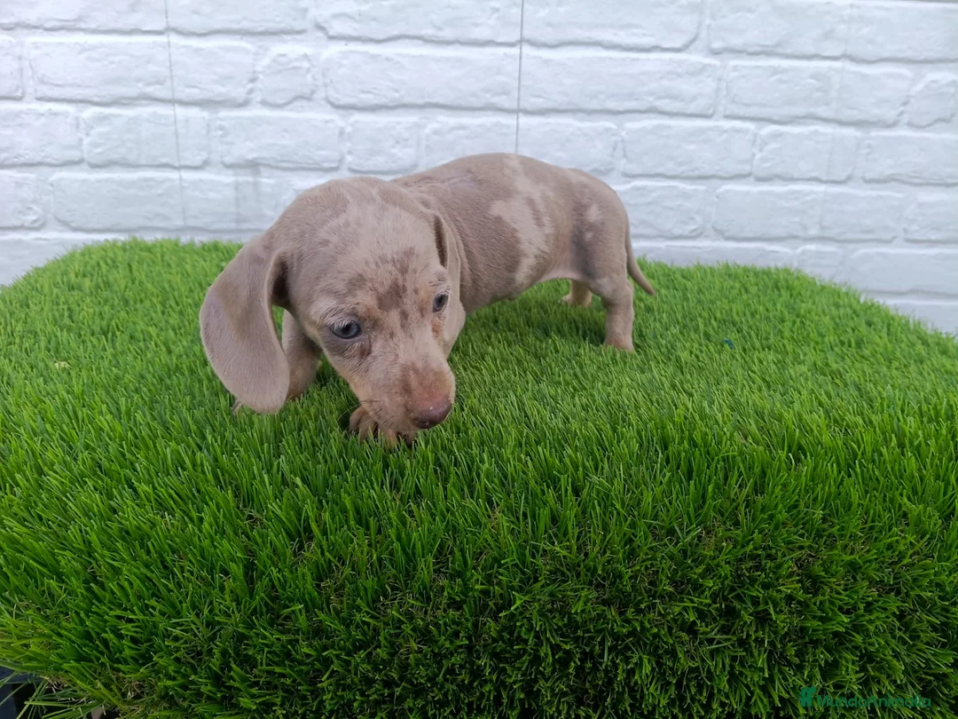Teckel perros en venta: Precioso macho isabella arlequín disponible  en Sevilla - Anuncio 1