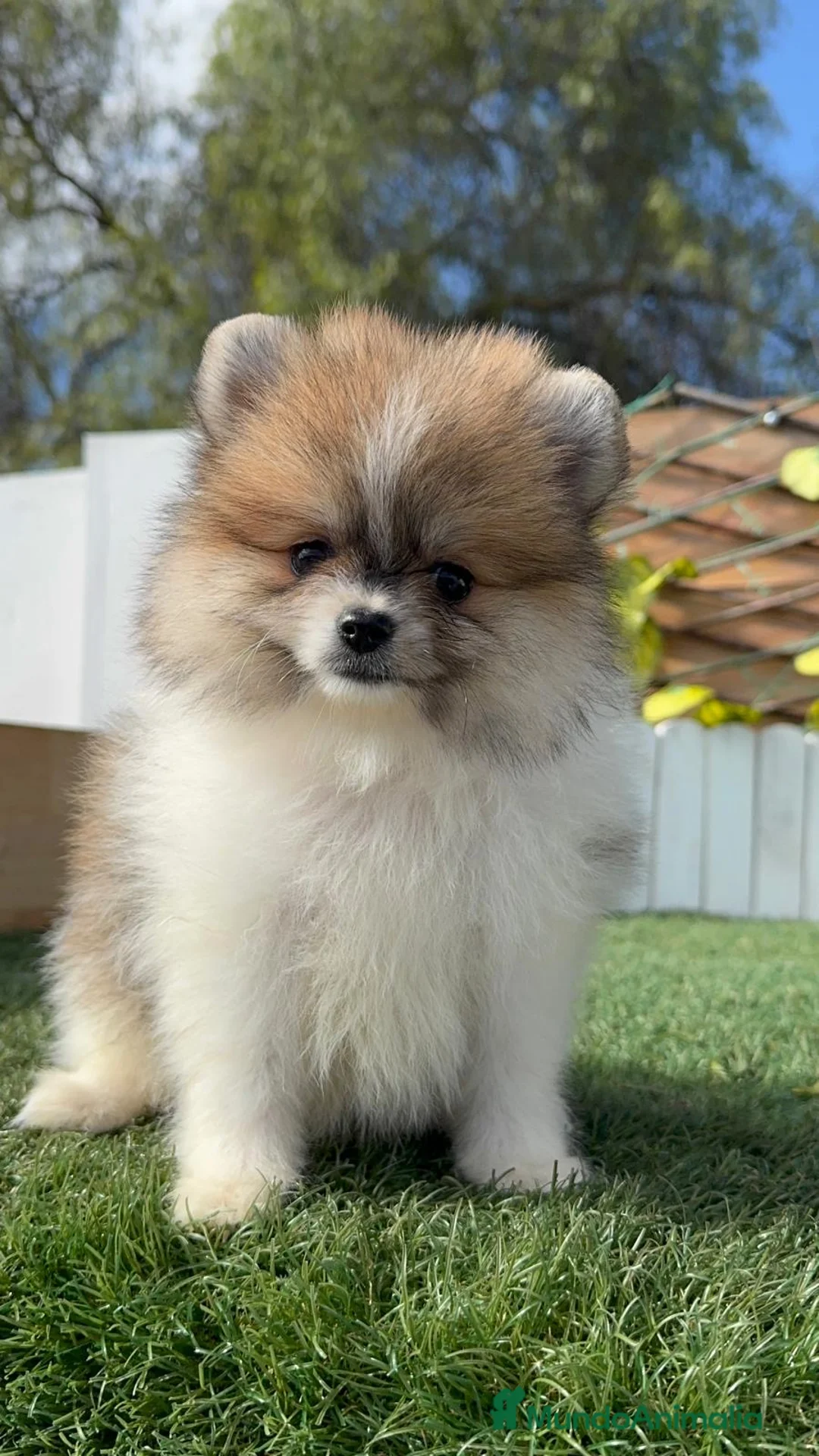 Pomerania perros en venta: POMERANIA HEMBRA - Anuncio 13