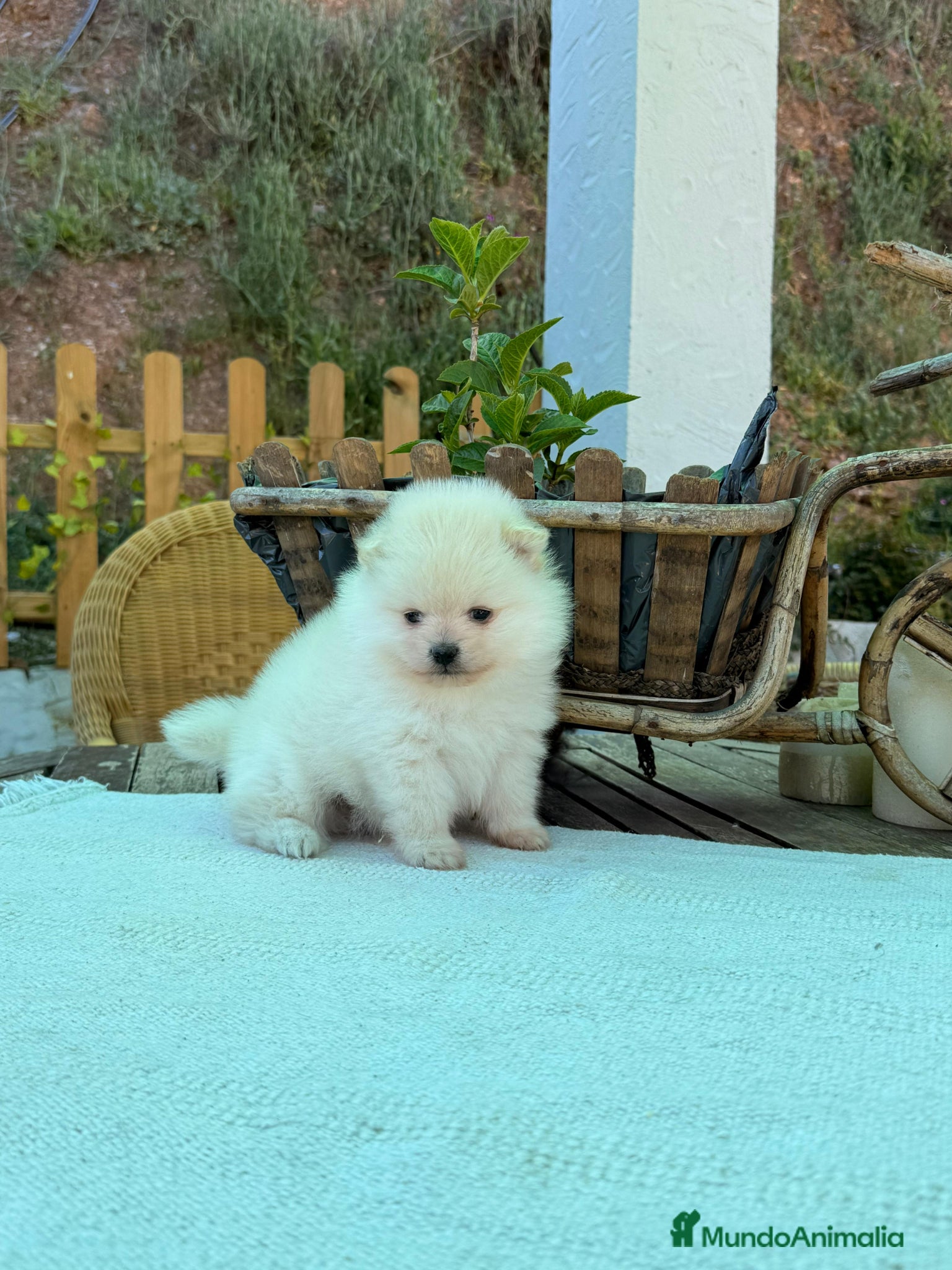 Pomerania perros Pomerania lulu Toy Machos Chatos y Peludos  - Anuncio 1
