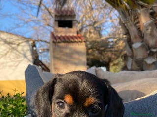 Teckel Miniatura perros TECKEL HEMBRA - Anuncio 1