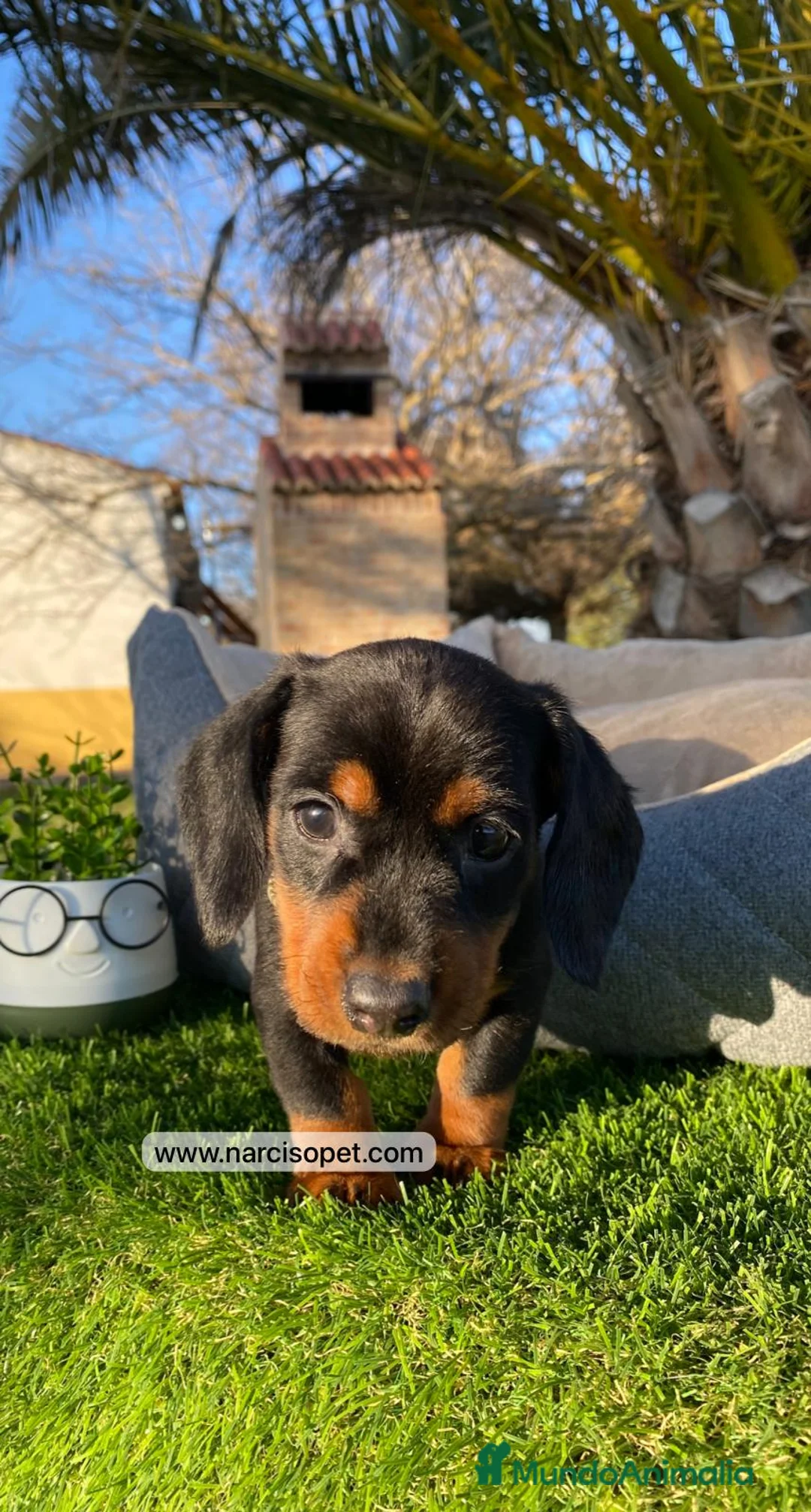 Teckel Miniatura perros en venta: TECKEL HEMBRA - Anuncio 1