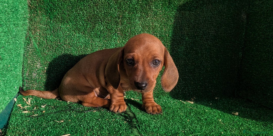 Teckel Miniatura perros en venta: Teckel miniatura - Anuncio 10