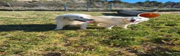 Golden Retriever perros en venta: PROXIMA CAMADA GOLDEN RETRIEVER BLANCO - Anuncio 5