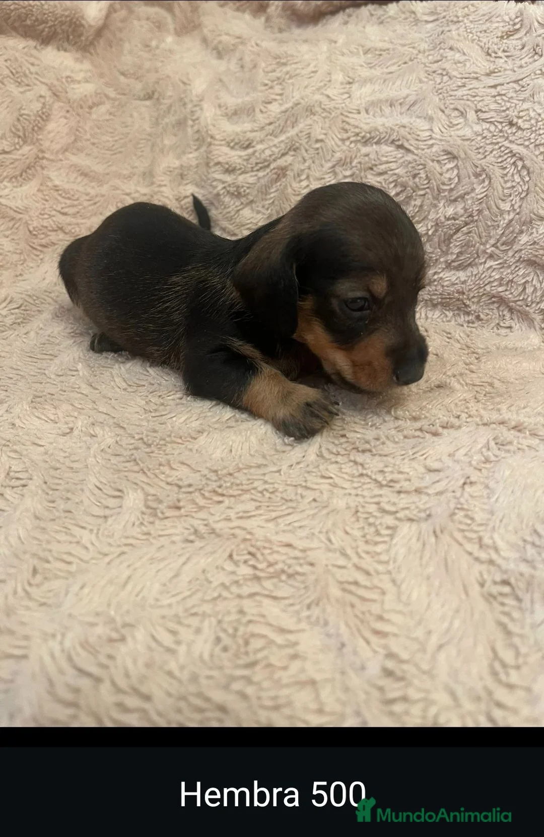 Teckel perros en venta: Teckel de máxima calidad  - Anuncio 11
