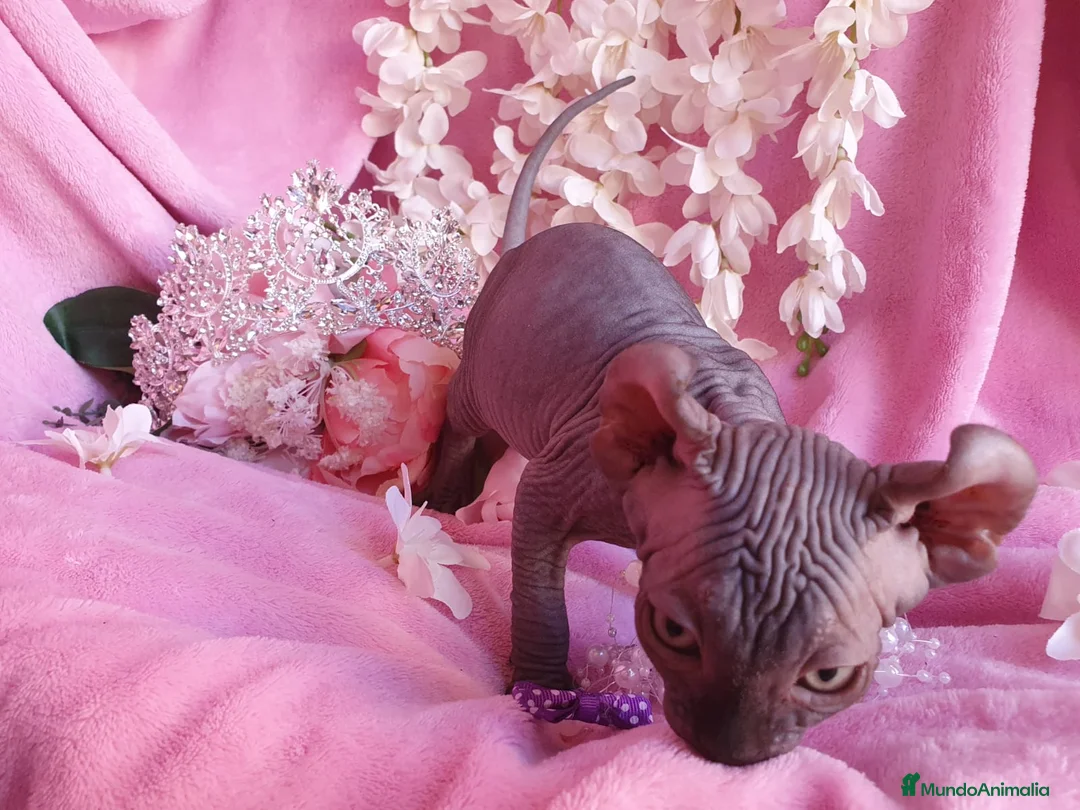 Sphynx gatos en venta: Encantadora Elfo en Madrid - Anuncio 3