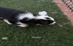Border Collie perros en venta: BORDER COLLIE  - Imagen 3