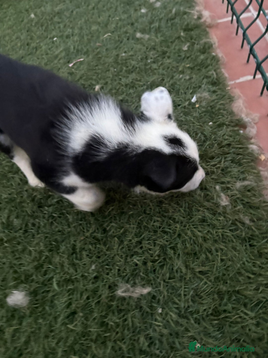 Border Collie perros en venta: BORDER COLLIE  - Imagen 3