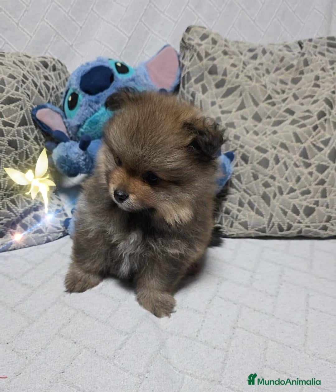 Pomerania perros Preciosa Osita Lulú  - Anuncio 1