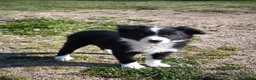 Border Collie perros en venta: Último cachorro border collie macho! - Anuncio 2