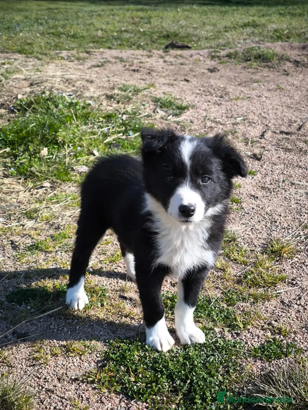 Border Collie perros en venta: Último cachorro border collie macho! - Anuncio 2