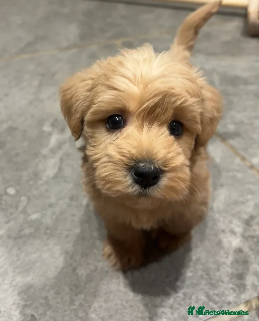 Raza Mixta perros en venta: 🚨🐶 WESTIEPOO EXCLUSIVOS – TE VAN A ENAMORAR 🐶🚨 - Anuncio 2