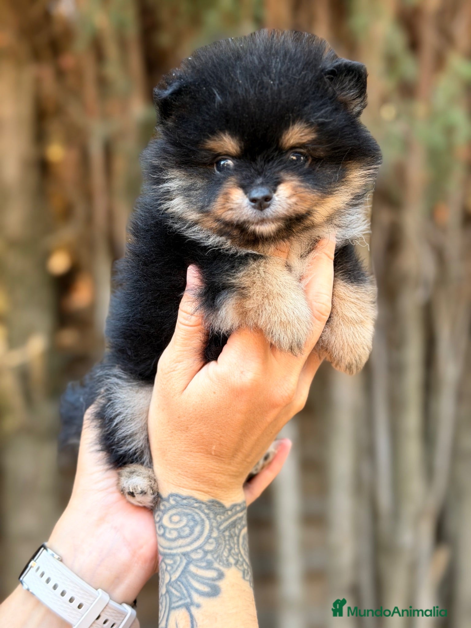 Pomerania perros Pomerania Toy cara de oso  - Anuncio 1
