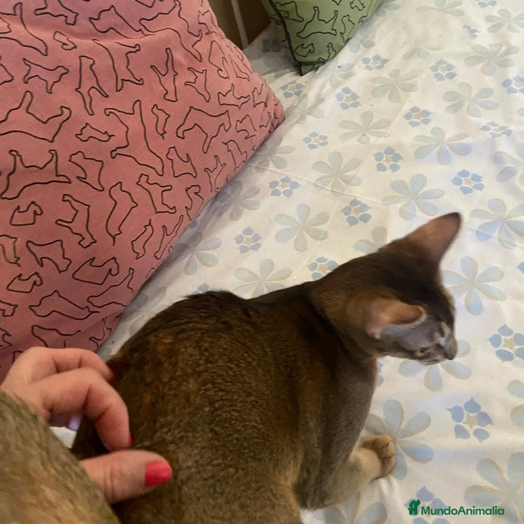 Abisinio gatos en venta:  Abisinio Hembra de Santa 4178 - AQUANATURA en Barcelona - Anuncio 3