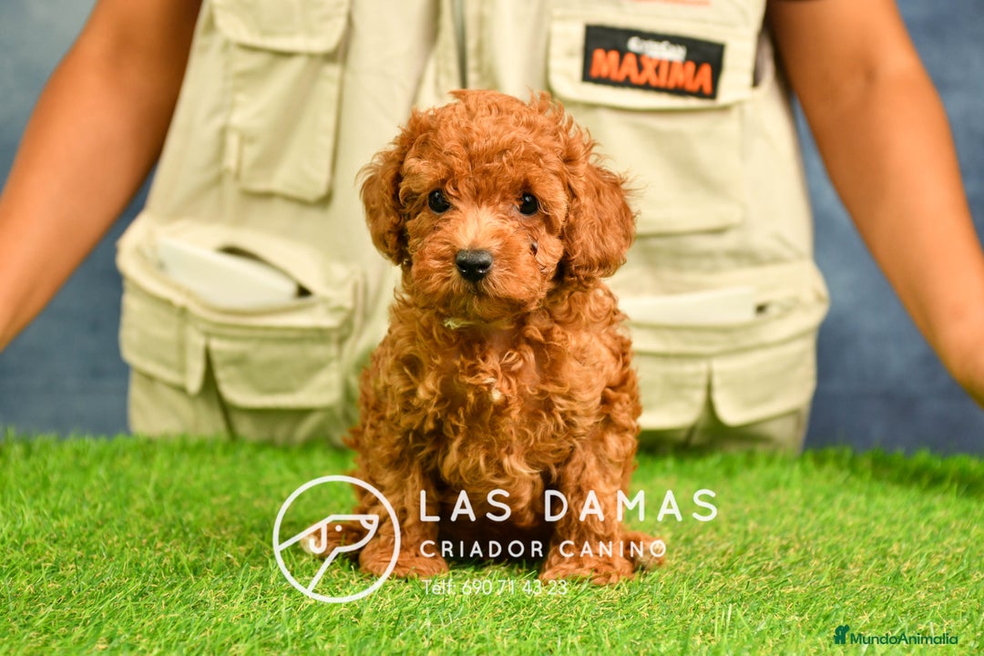 Caniche Enano perros en venta: Cachorros de Caniche Enano: amor, calidad garantía en Burgos - Imagen 3