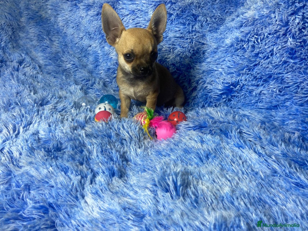 Chihuahua perros en venta: chihuahua macho - Imagen 2