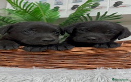 Labrador Retriever perros en venta: LABRADOR MACHO - Imagen 2