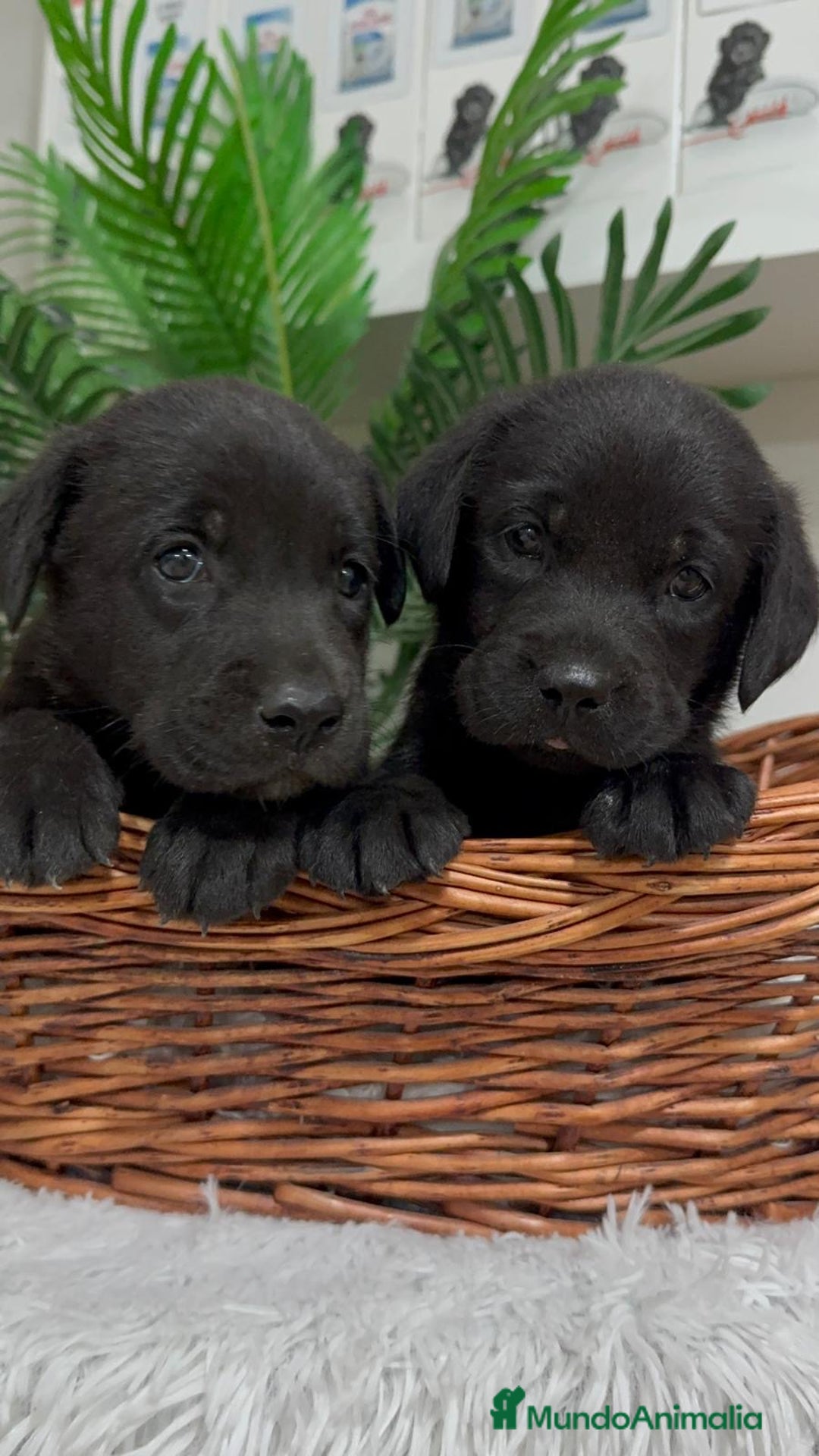 Labrador Retriever perros en venta: LABRADOR MACHO - Imagen 2