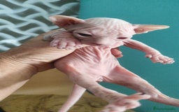 Sphynx gatos en venta: Sphynx pura raza. Tacto goma - Imagen 2