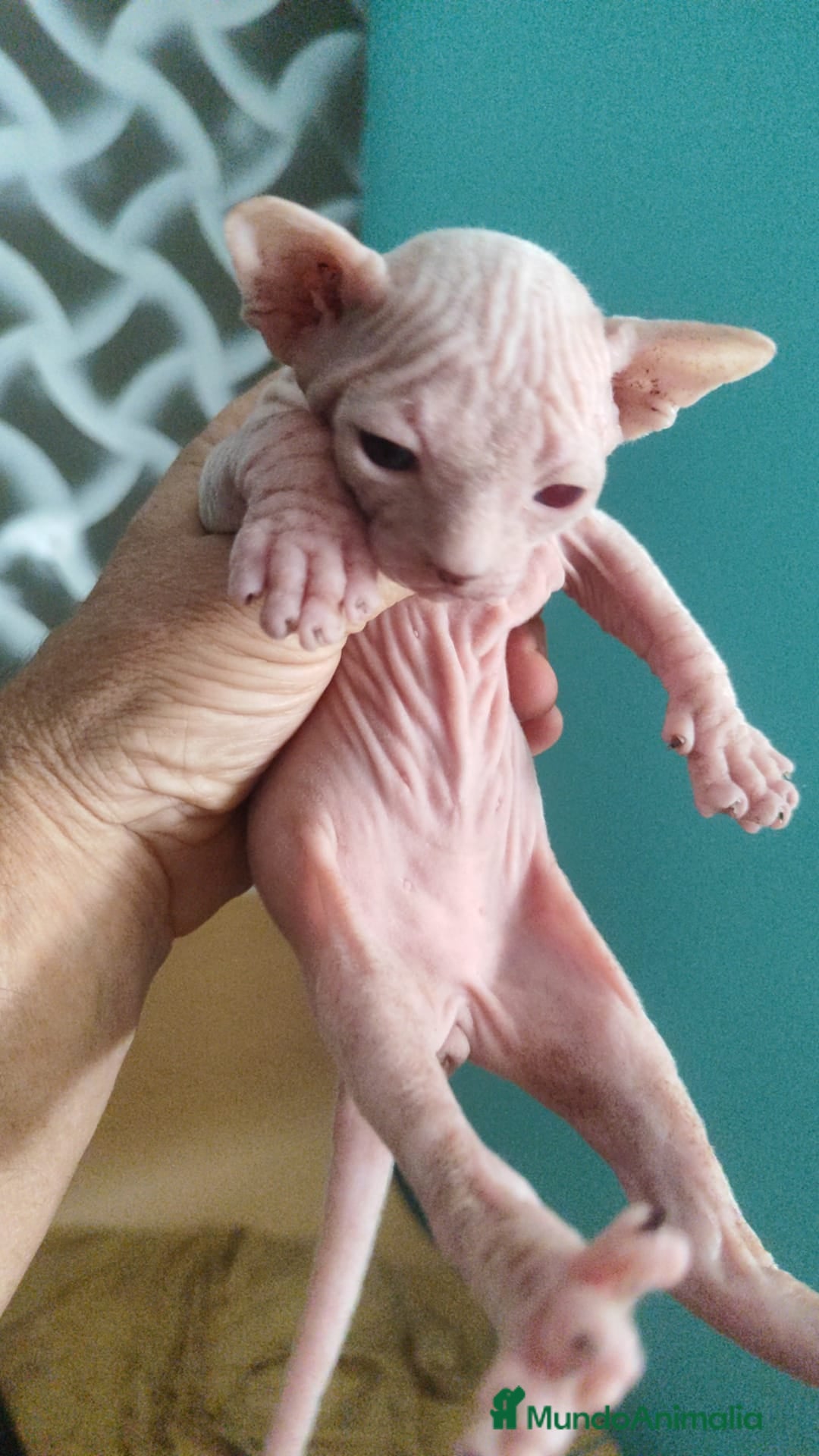 Sphynx gatos en venta: Sphynx pura raza. Tacto goma - Imagen 2