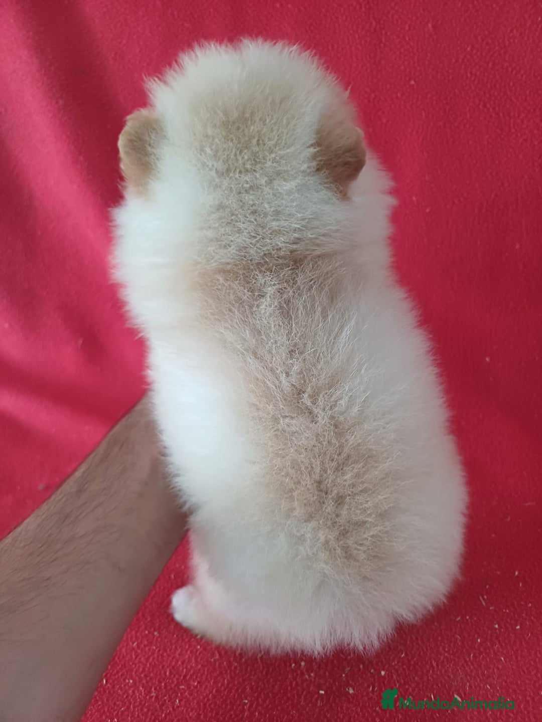 Pomerania perros en venta: Pomerania Lulu  - Imagen 3