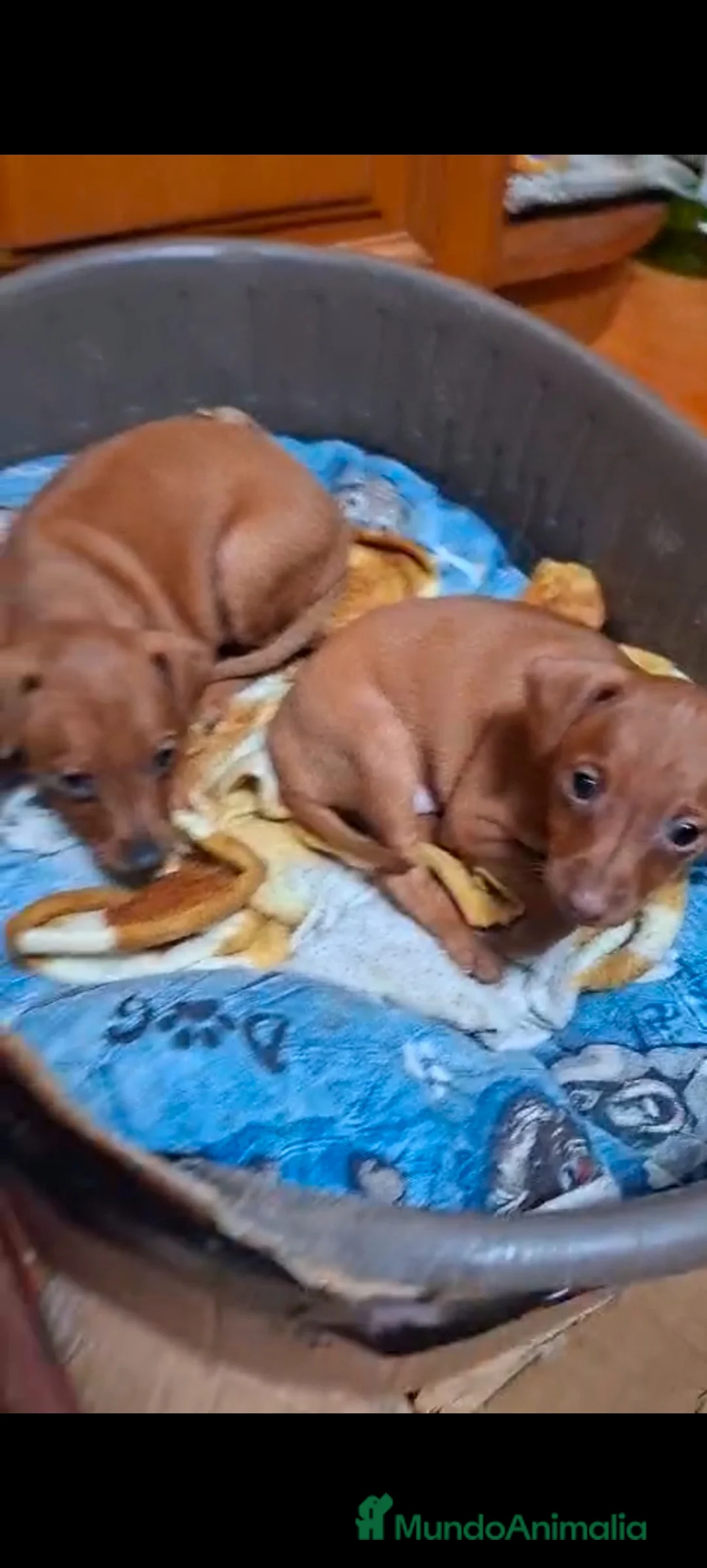 Pinscher Miniatura perros en venta: Mini pinche  - Anuncio 1