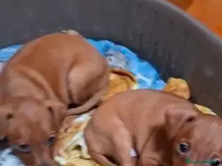 Pinscher Miniatura perros Mini pinche - Anuncio 2