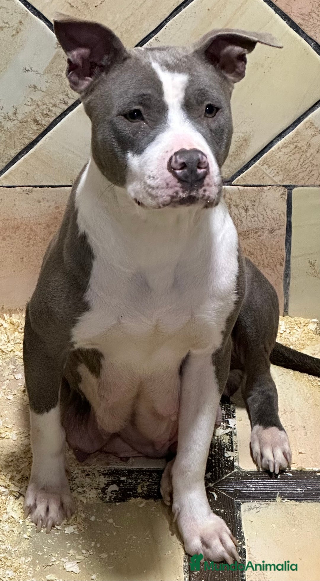 American Staffordshire-Terrier perros en venta: American Stanford, nueva Camada - Anuncio 34