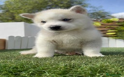 Husky Siberiano perros en venta: HUSKY - Imagen 3