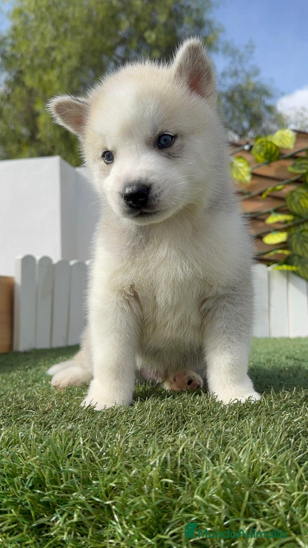 Husky Siberiano perros en venta: HUSKY - Imagen 3