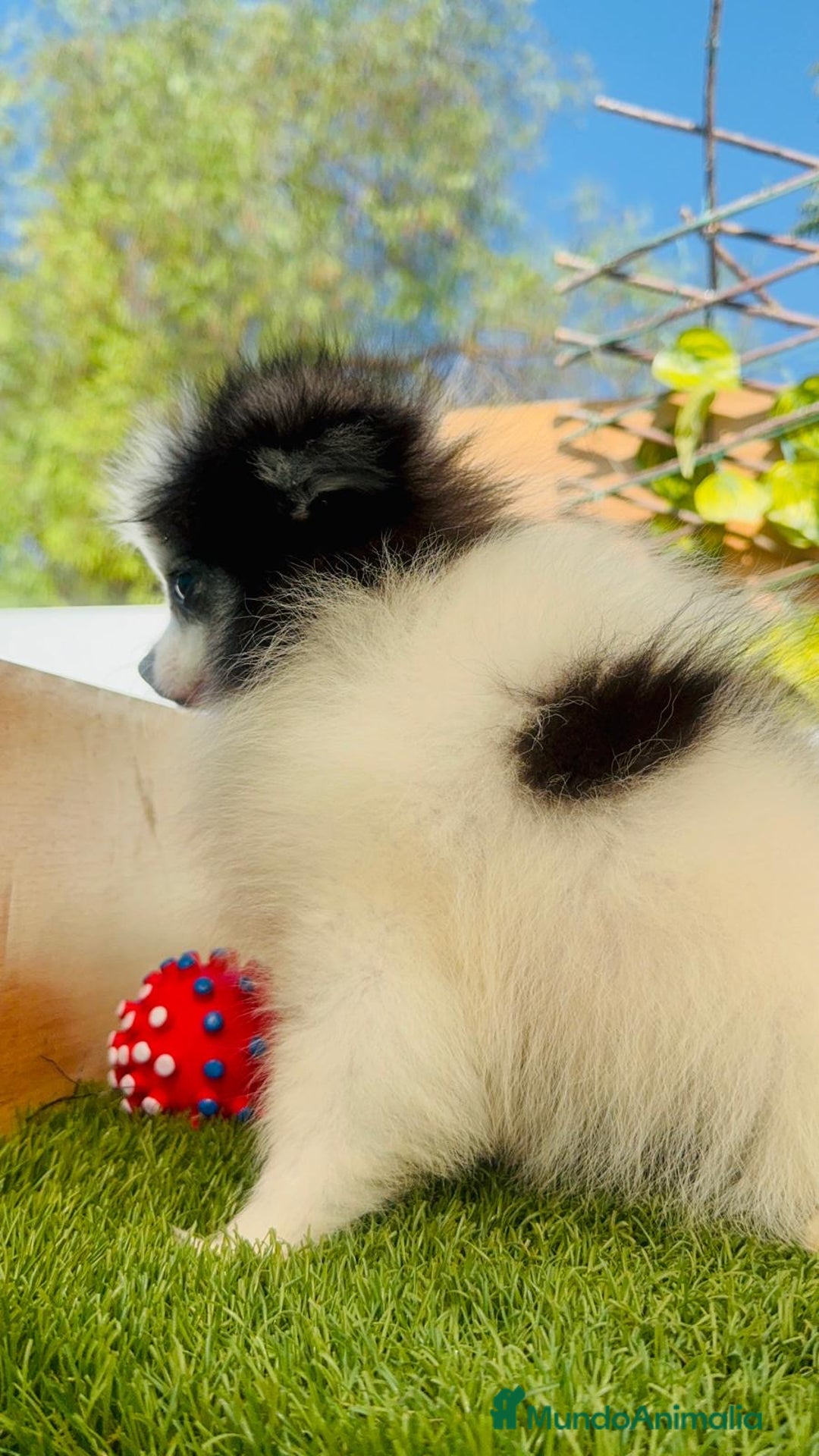 Pomerania perros en venta: POMERANIA HEMBRA ENVIOS A TODA ESPAÑA - Imagen 30