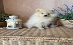 Pomerania perros en venta: Pomerania Macho con todas las vacunas!! - Anuncio 7