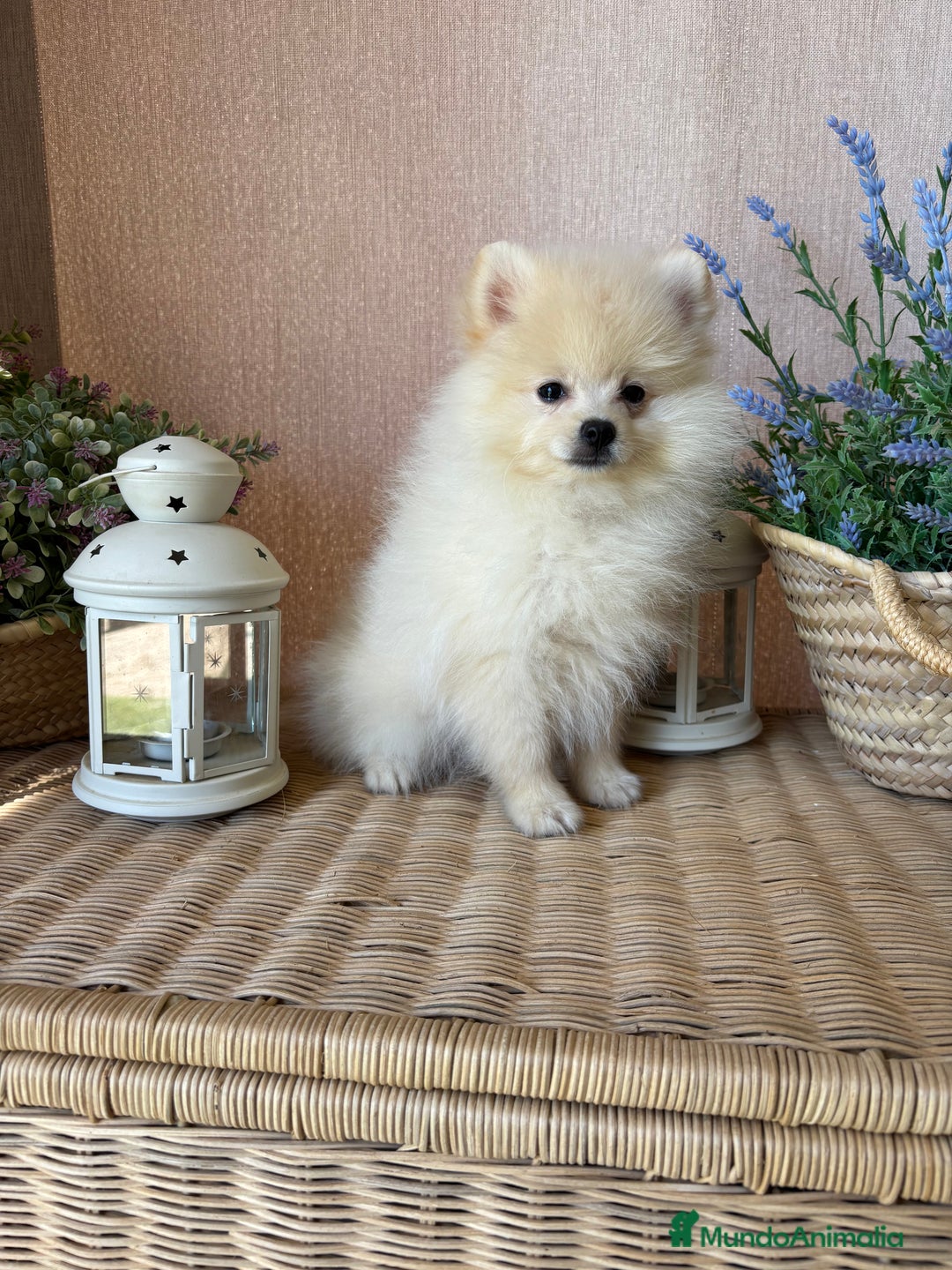 Pomerania perros en venta: Pomerania Macho con todas las vacunas!! - Anuncio 7
